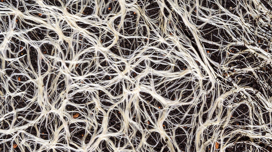 mycelium structure on soil